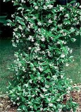 Abelia