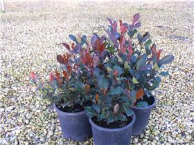 Photinia Fraseri Little Red Robin