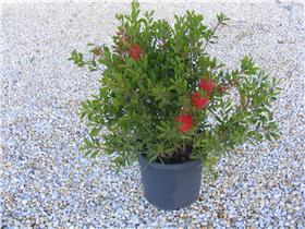 Callistemon citrinus