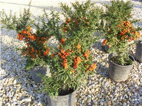 Pyracantha coccinea