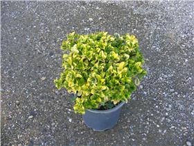 Euonymus spp.