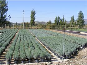 Lavandula officinallis